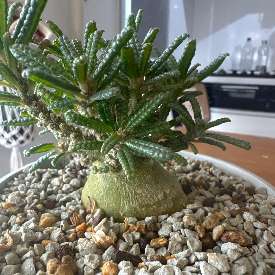 ドルステニアギガスブラータ