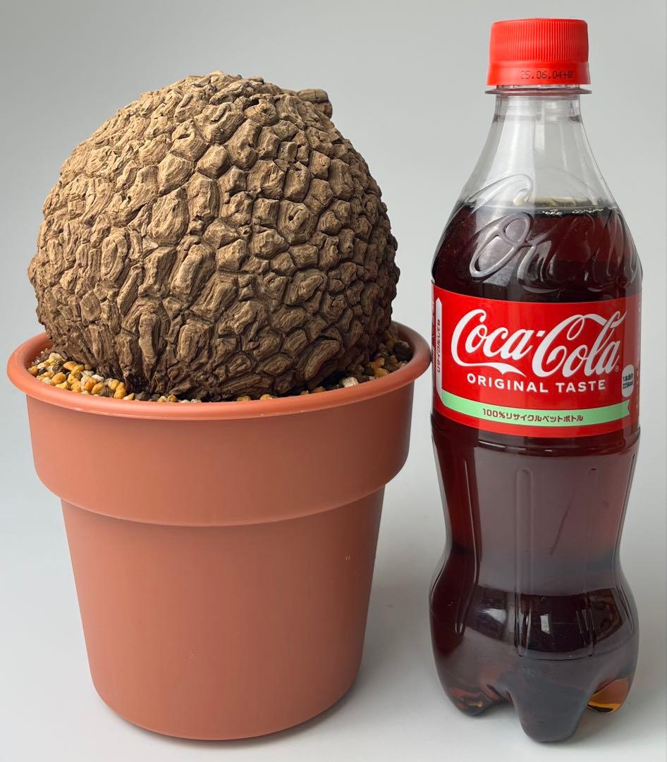 【極美/超大株/塊根植物】ステファニア スベローサ 超大株 鉢植え