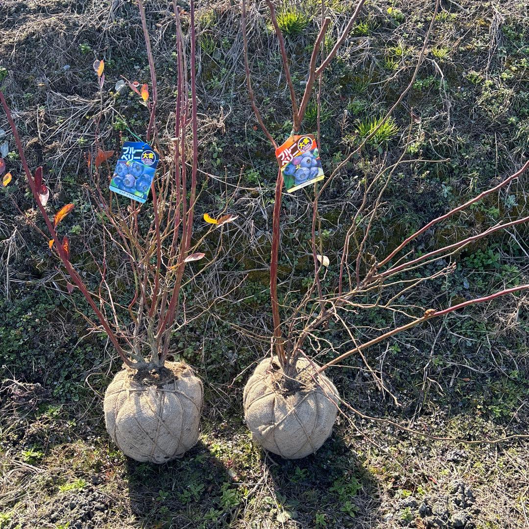 ご注文品　デライト＆コロンブス　ブルーベリー準大苗セット