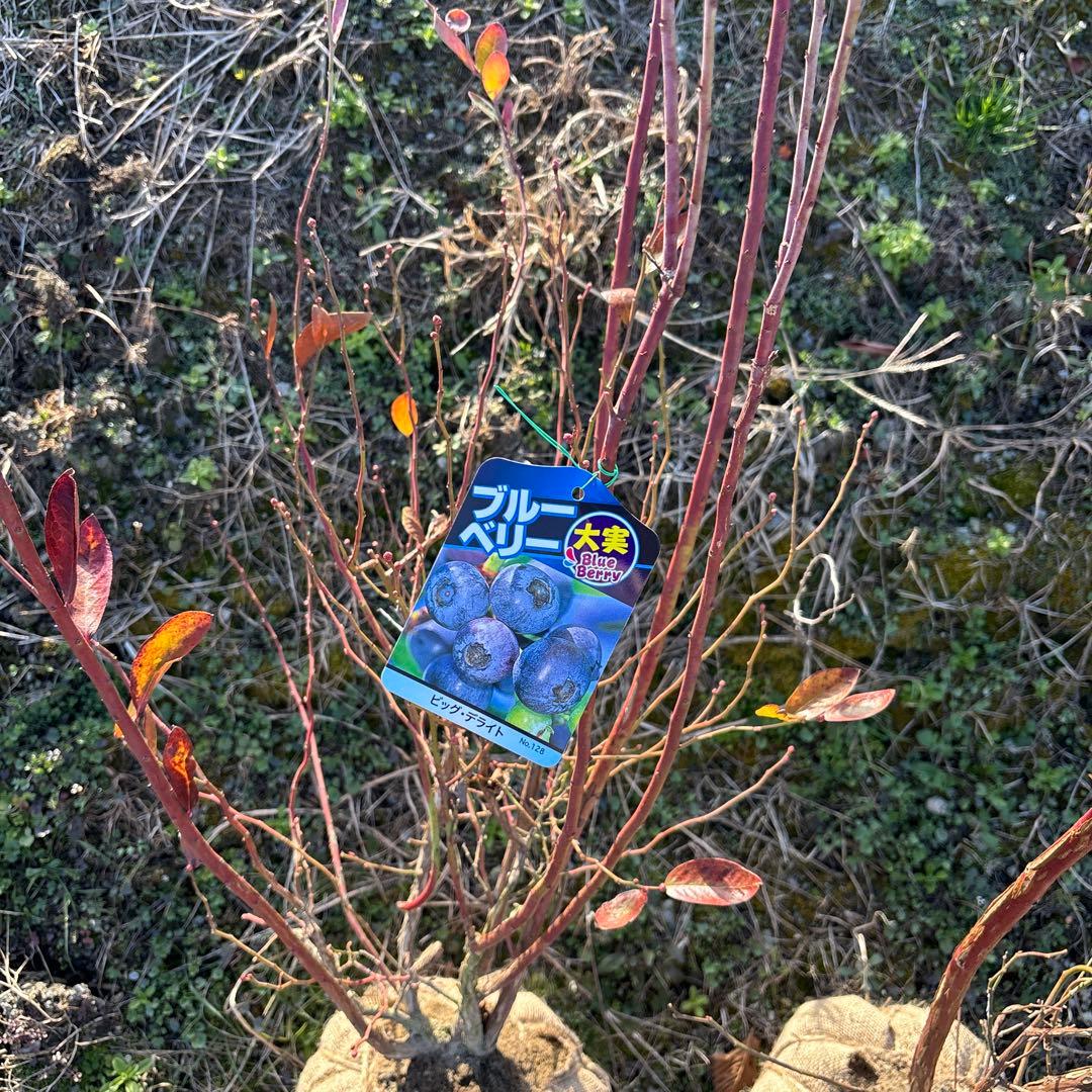 ご注文品　デライト＆コロンブス　ブルーベリー準大苗セット