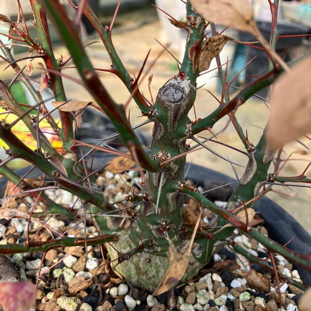 HIROフォークイエリア ファシクラータ