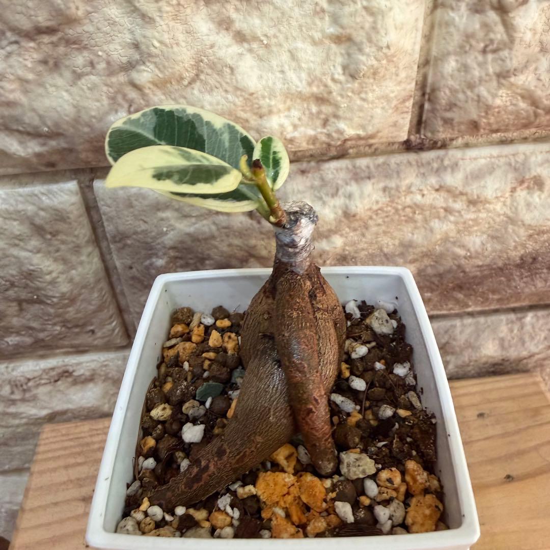 ❤︎パンダガジュマル　斑入り　新芽あり 3号鉢❤︎