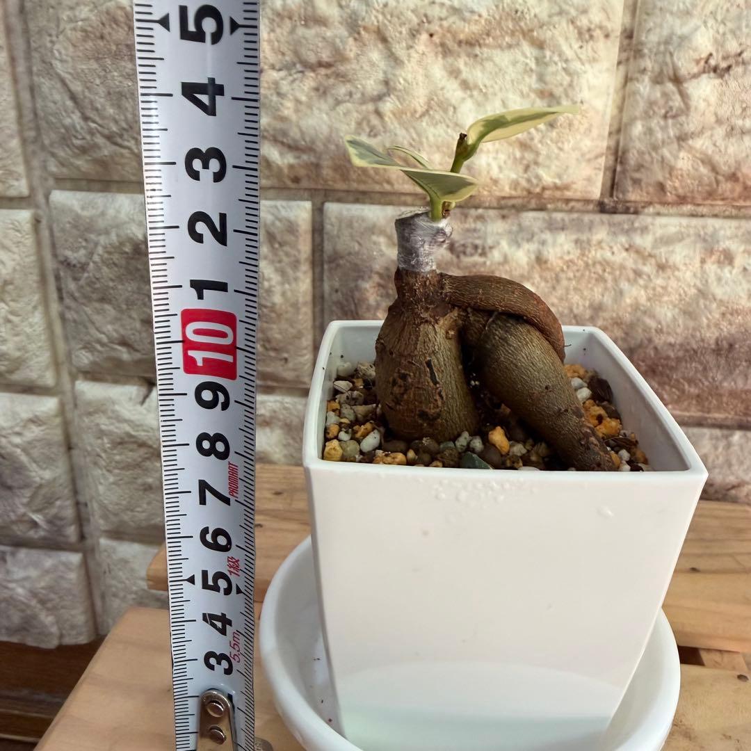 ❤︎パンダガジュマル　斑入り　新芽あり 3号鉢❤︎