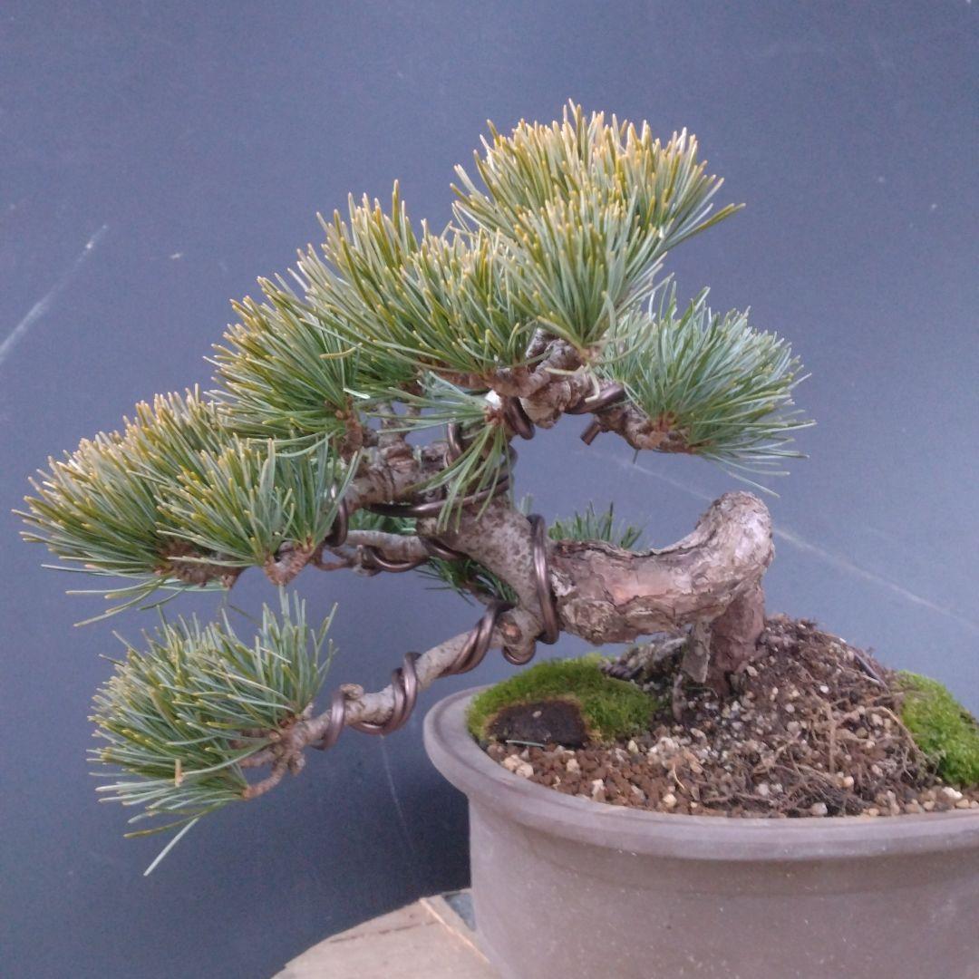 銀八房五葉松盆栽、半懸崖盆栽