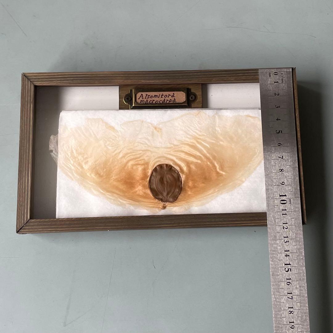 アルソトミラの標本箱