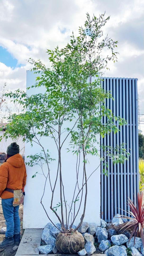 特大。山採りハイノキ株立ち3.1M(鉢底から)