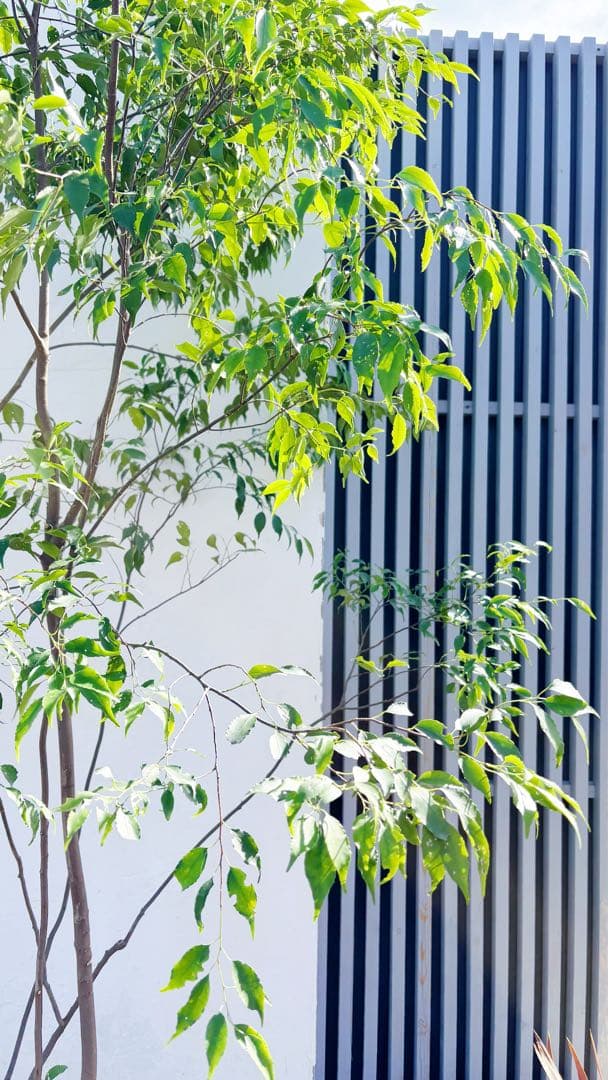 特大。山採りハイノキ株立ち3.1M(鉢底から)