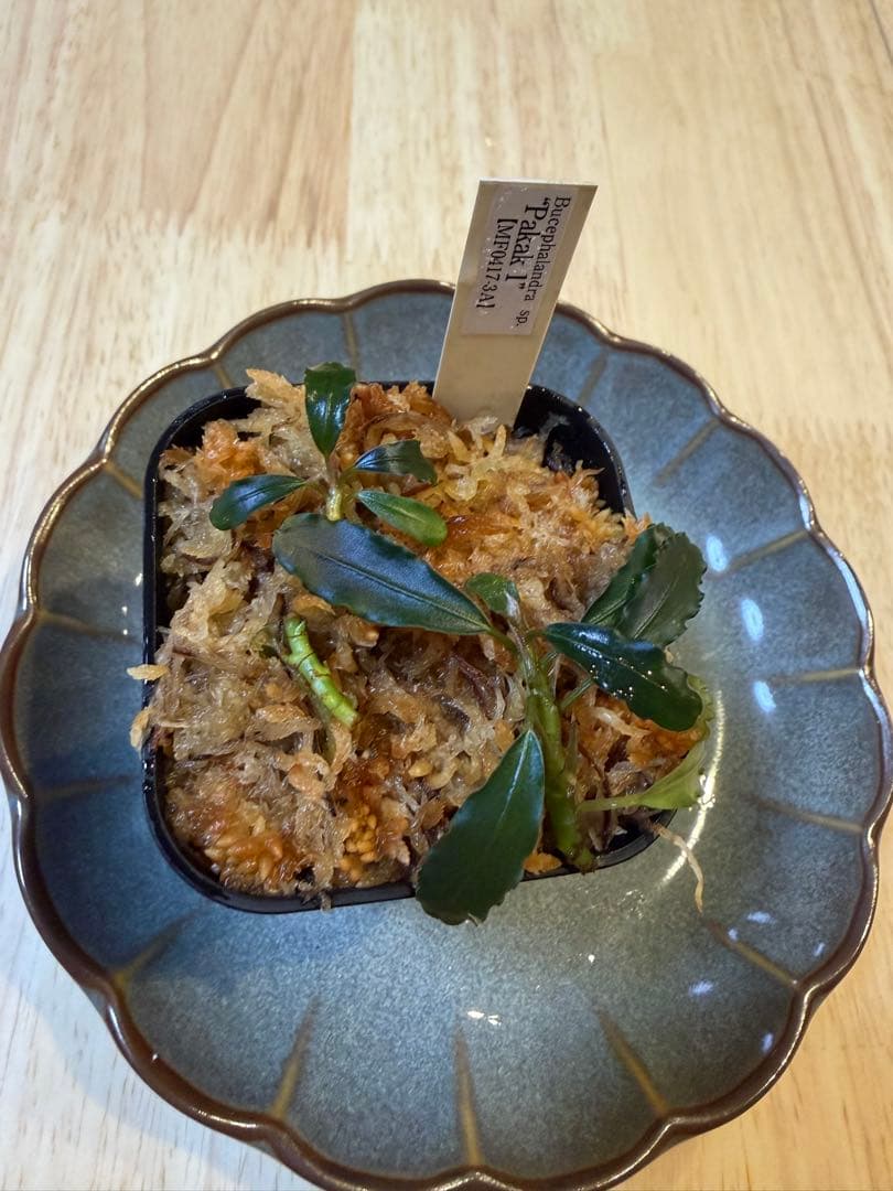 ブセファランドラお得セット A