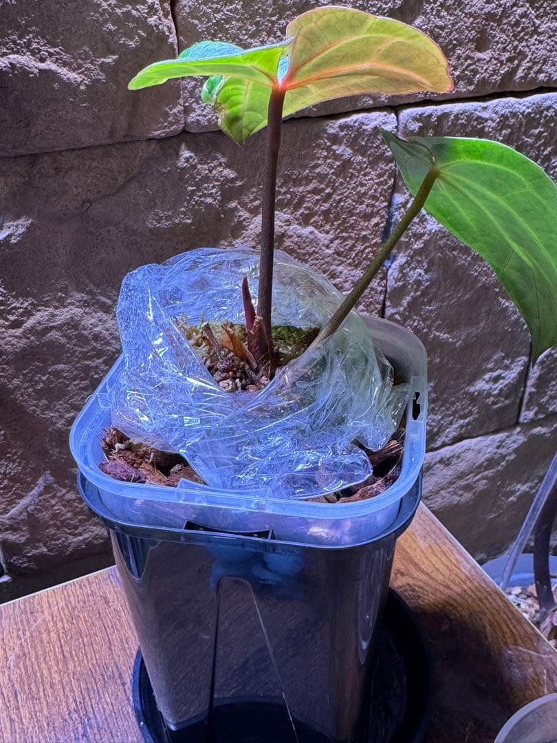 アンスリウム　RC(NSE) × RVDP