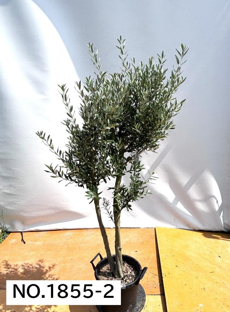 オリーブの木　シプレシーノ　約190cm　NO.1855　大型　現品掲載　古木
