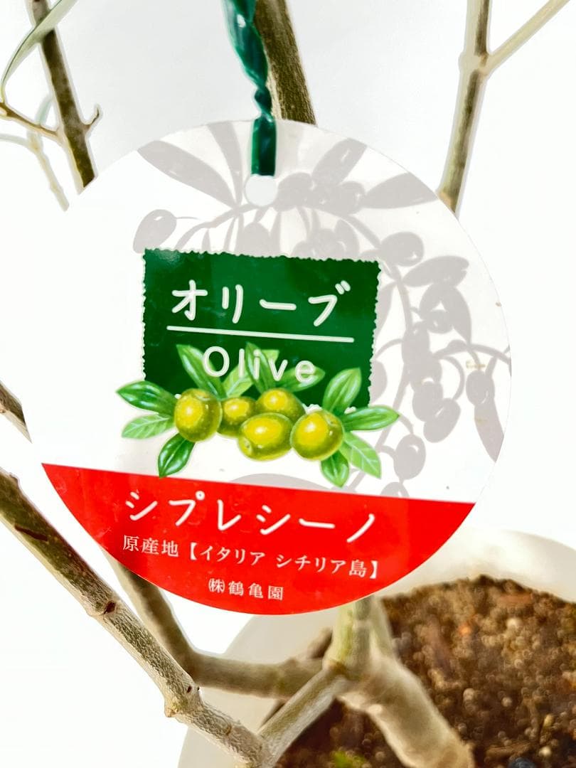 オリーブの木　シプレシーノ　約190cm　NO.1855　大型　現品掲載　古木