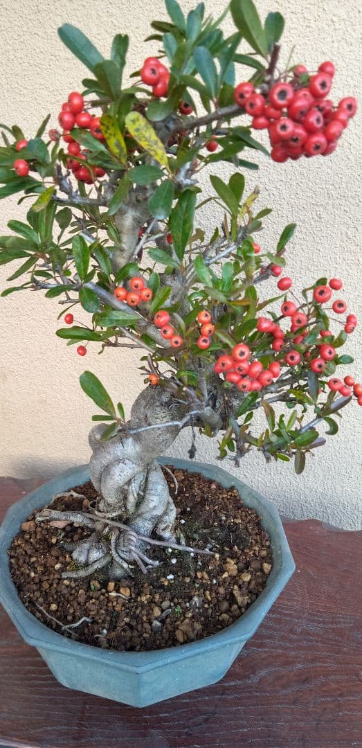 貴風盆栽ピラカンサ