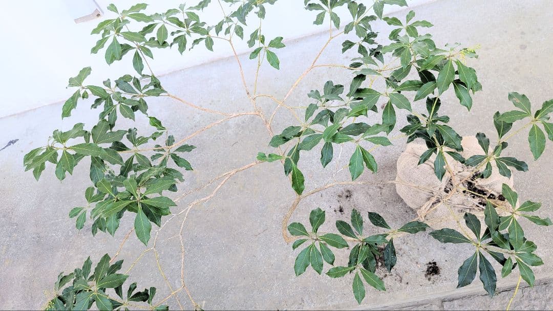 雲海。。山採りアセビ。