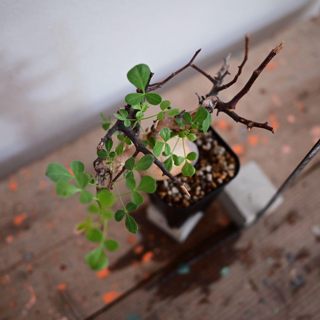 コミフォラ 極小ピュアカタフ ソマリア産