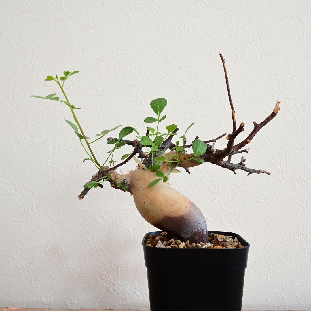 コミフォラ 極小ピュアカタフ ソマリア産