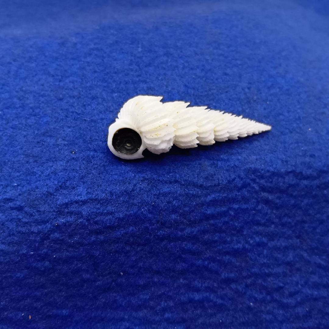 貝標本ヤエバイトカケ（蓋付）