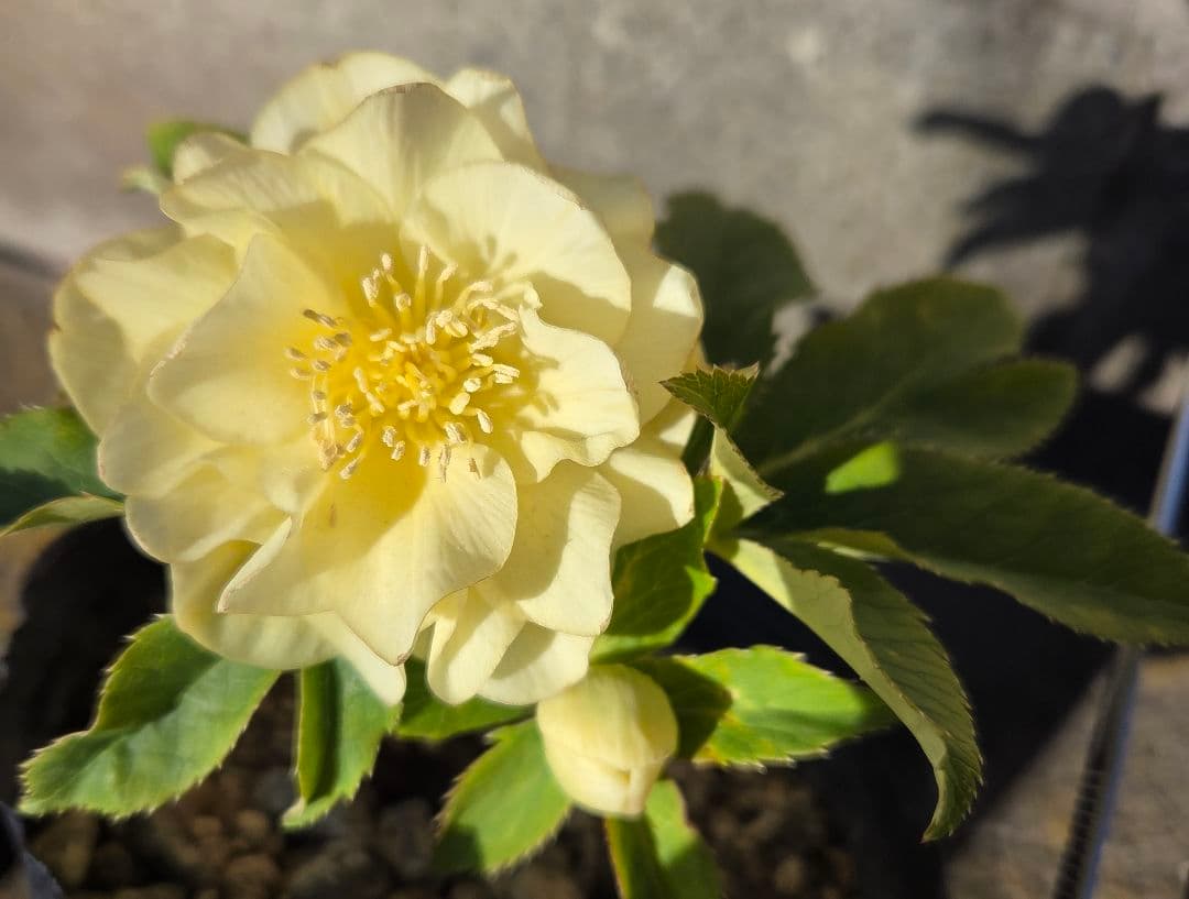 クリスマスローズ　かぐや姫