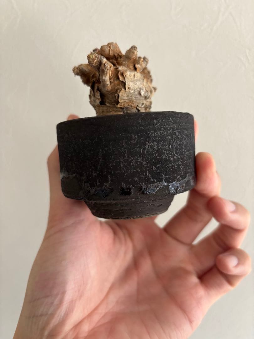 イトレメンシス×加藤裕章　コレクション株