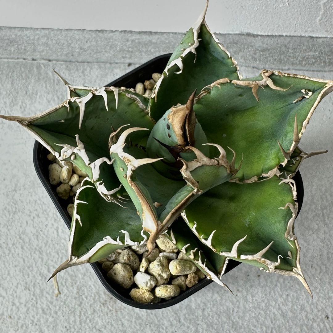 チタノタ 台湾産 スタッズ特選株 セット ※バラ売り可能 検）冰雹、麻花龍