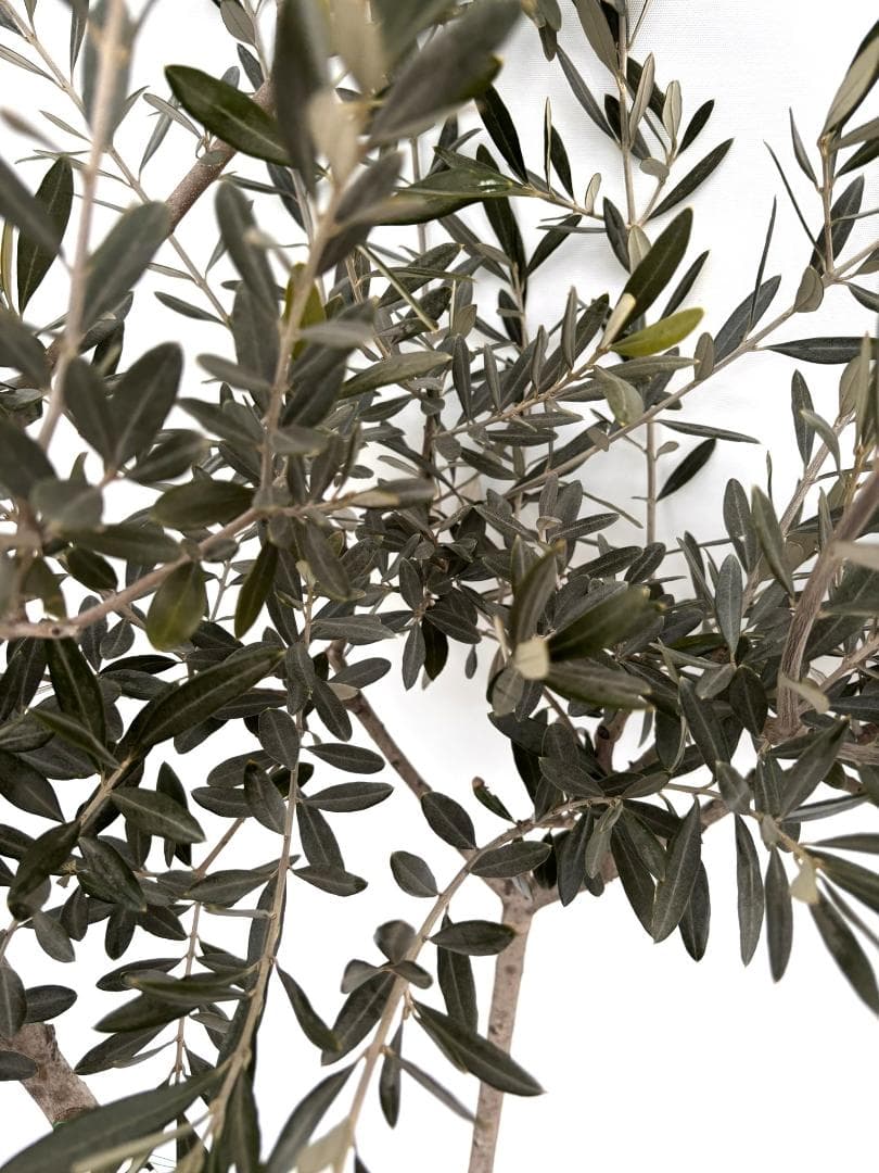 オリーブの木　モライオロ　10号　約180cm　K-340　現品掲載