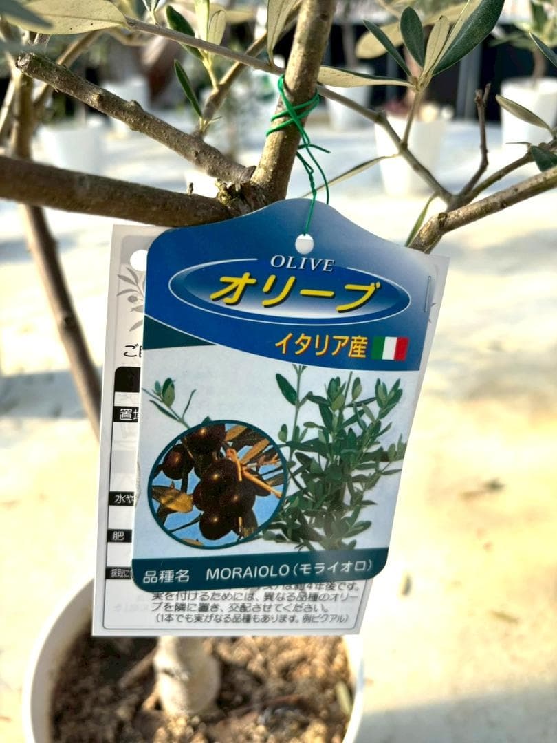 オリーブの木　モライオロ　10号　約180cm　K-340　現品掲載