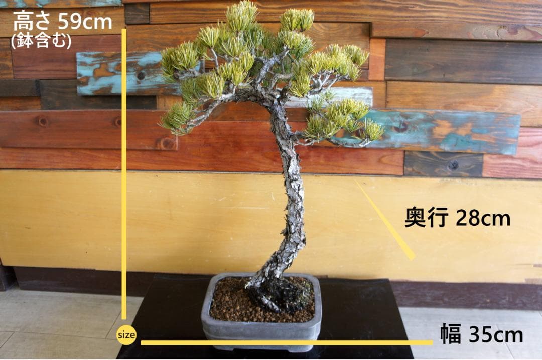 盆栽 『五葉松』 インテリア 観葉植物 園芸 ガーデニング 送料無料 b199