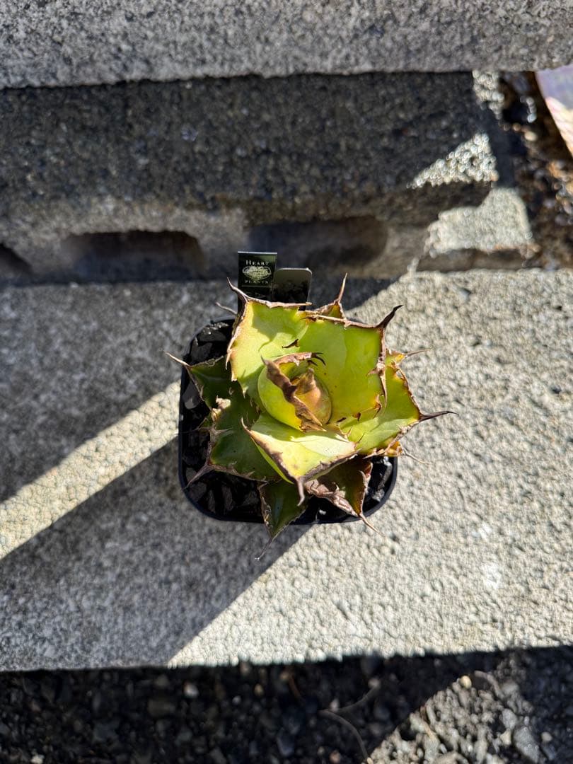 アガベ雷雪　チタノタ　オテロイ