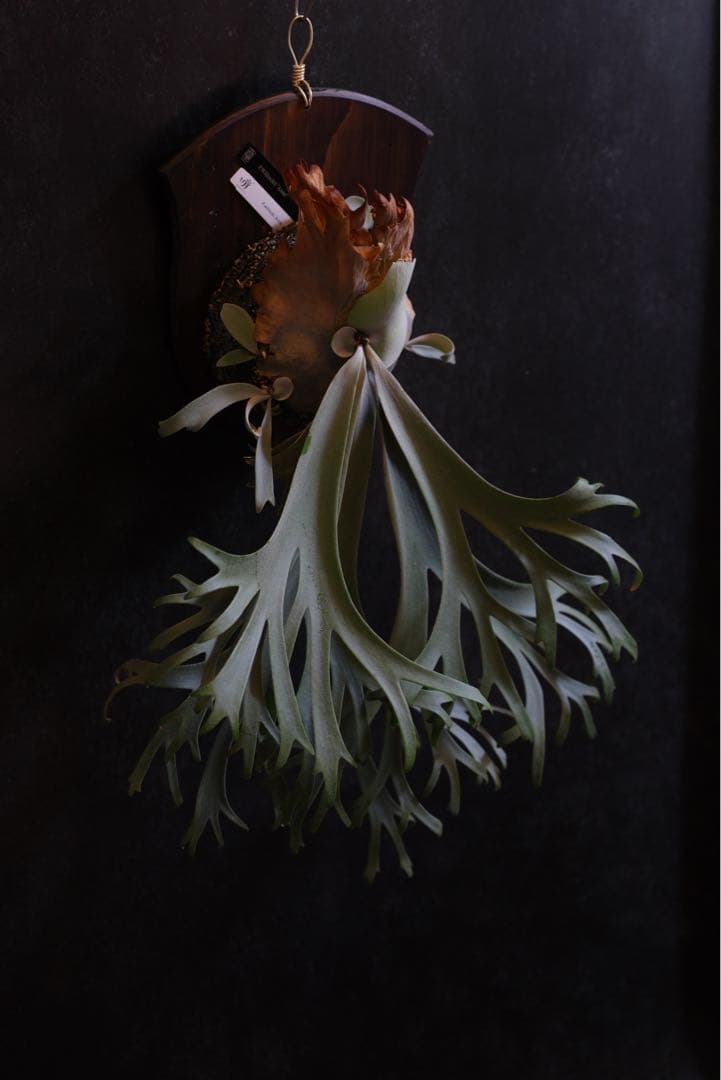 ビカクシダ P.willinckii \"Anne\"