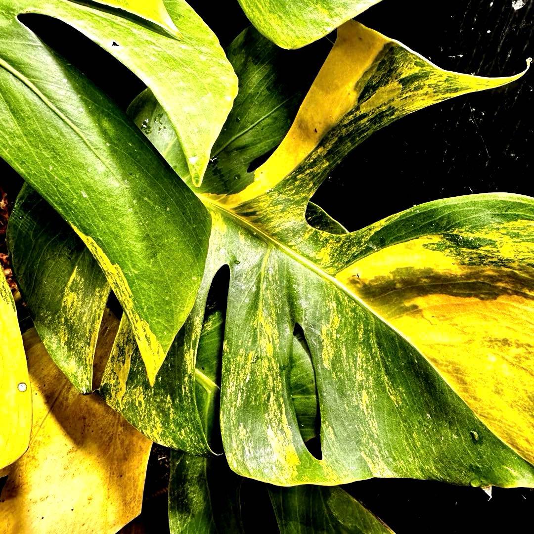 メ*1様 斑入りモンステラボルシギアナオーレア黄斑4号鉢植え64cm発根済み安心