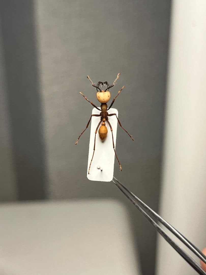 【14mm】グンタイアリ 標本 パラポネラ ソルジャーアントEciton sp.