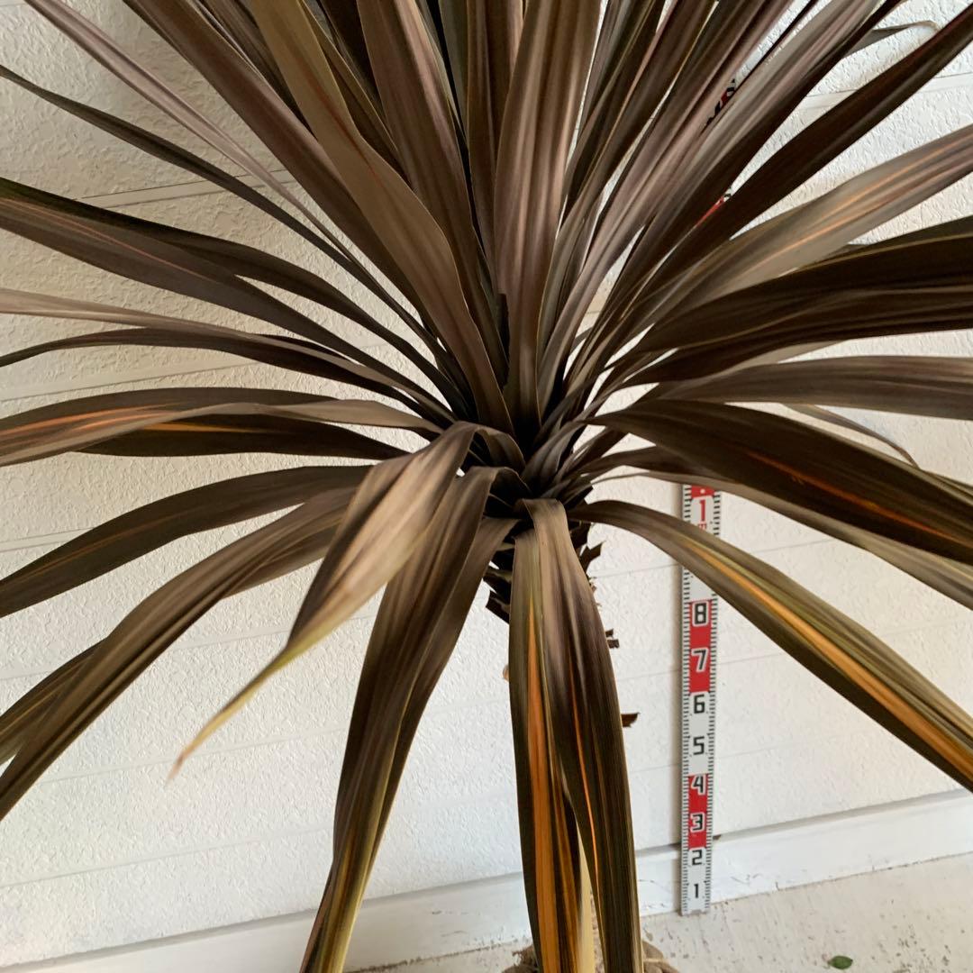 引き取り限定　大株　赤ドラセナ　斑入り　コルジリネ レッドスター　37