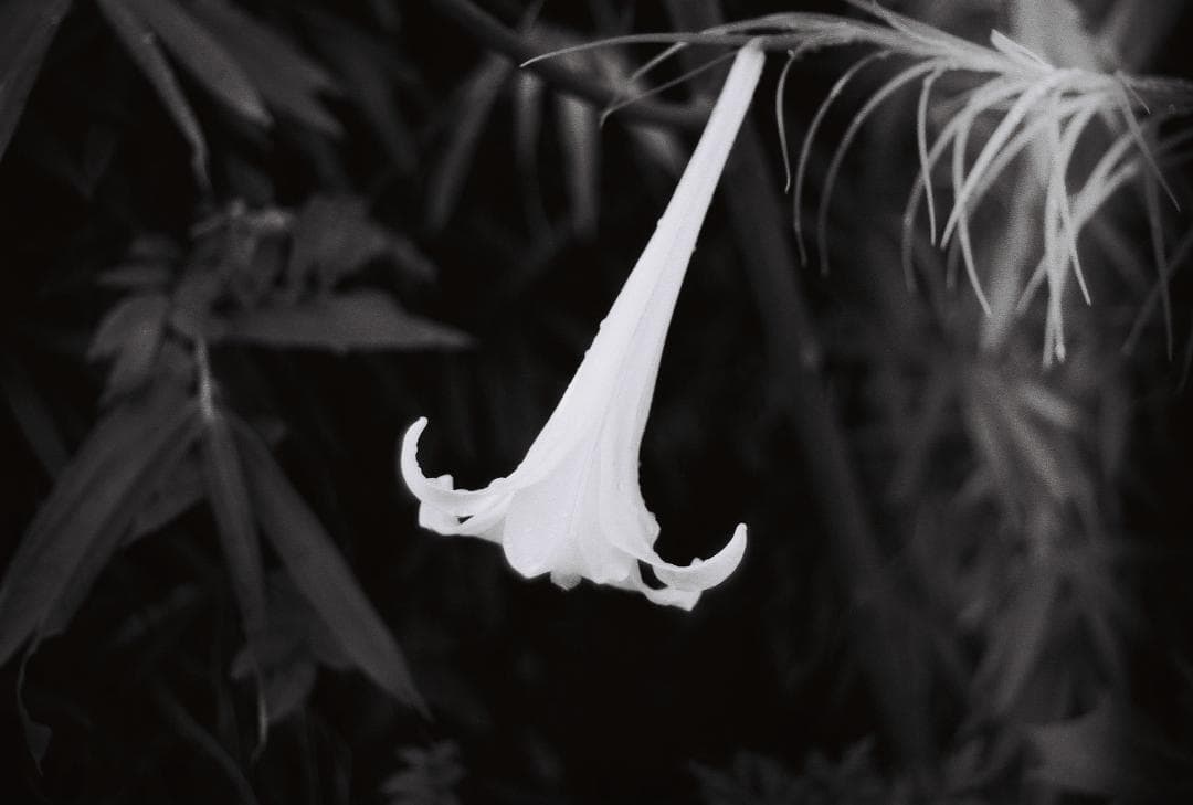 Nikomat EL　ALPEXレンズ付き実写済み