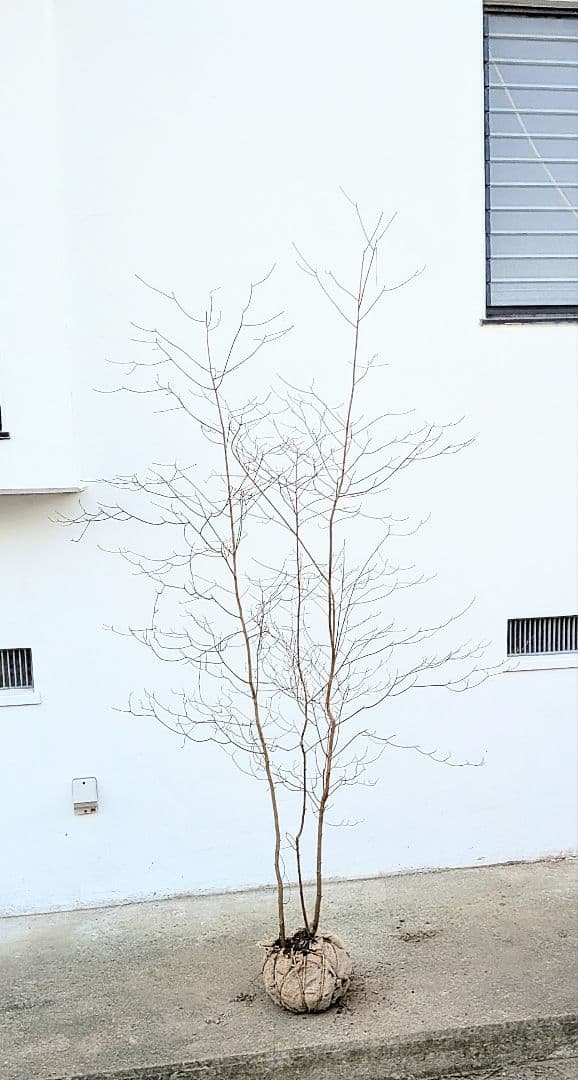 優良。山採りリョウブ。