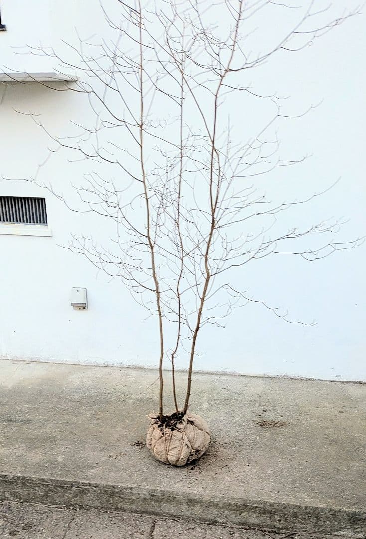 優良。山採りリョウブ。