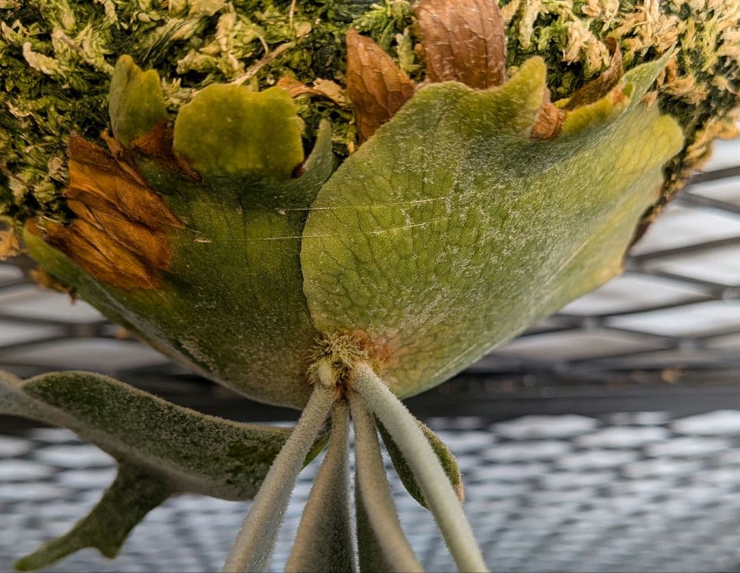 希少ビカク／ウイリンキー／wildcatワイルドキャット／OC子株