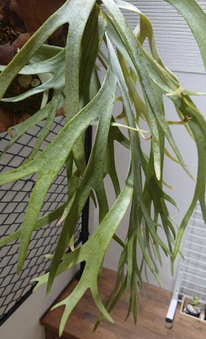 希少ビカク／ウイリンキー／wildcatワイルドキャット／OC子株