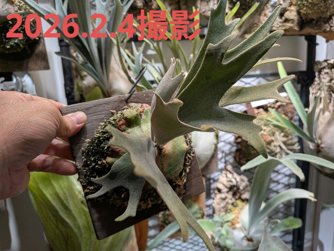 希少ビカク／ウイリンキー／wildcatワイルドキャット／OC子株