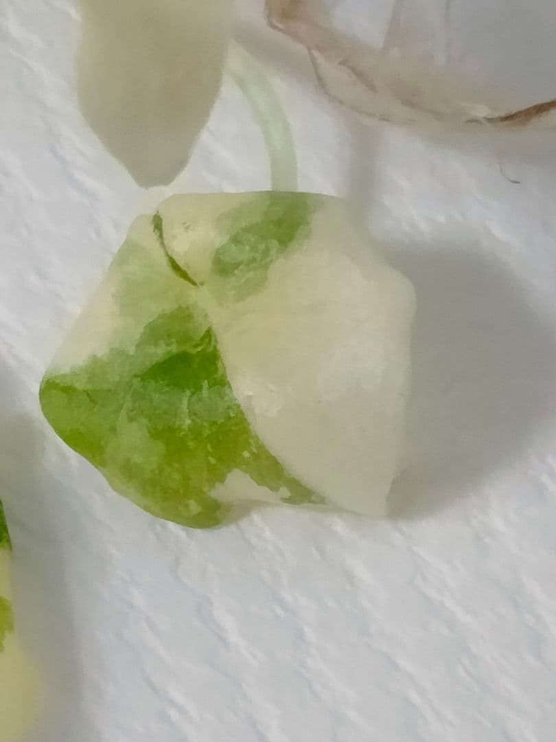 Alocasia Melo Albo var アロカシア メロ アルボ 斑入り