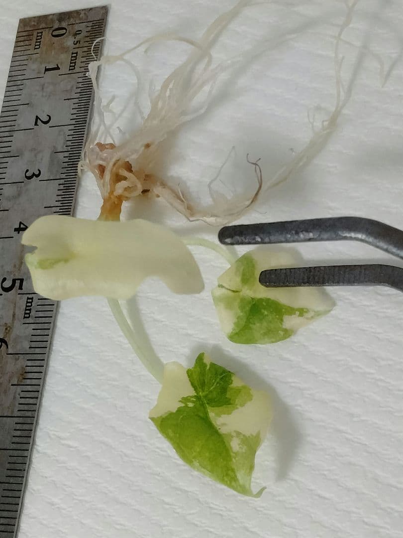 Alocasia Melo Albo var アロカシア メロ アルボ 斑入り