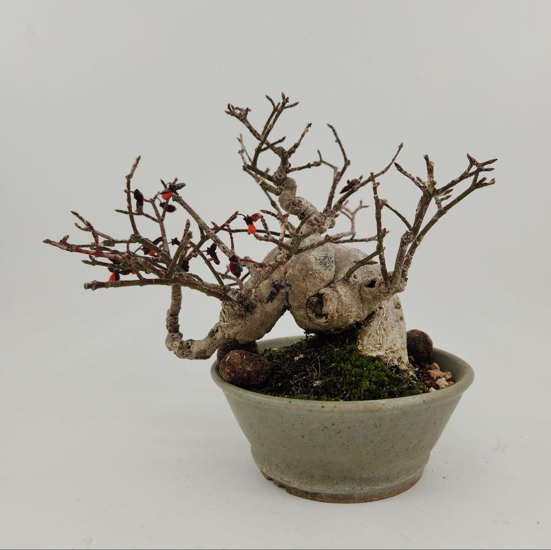 お正月セール 10日まで 小品 コマユミ盆栽 五葉松盆栽 真柏盆栽 懸崖 真柏