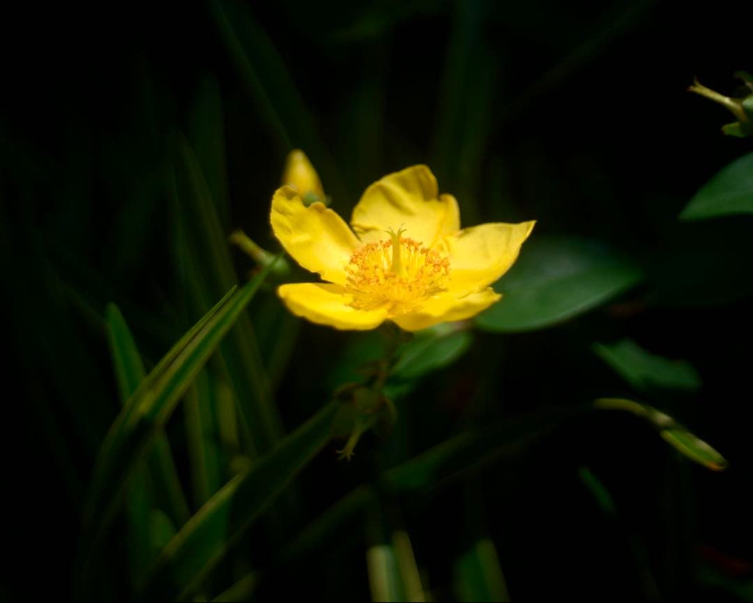 @フジ　FUJINON 45mm f1.9 銘レンズ　和製ズミクロン⁉️