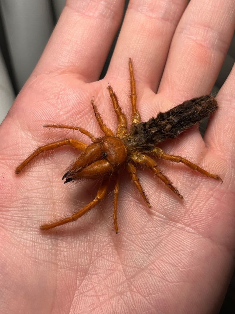 【発色良好】ブラッドレッドヒヨケムシ Dinorhaxウデムシ 奇蟲標本