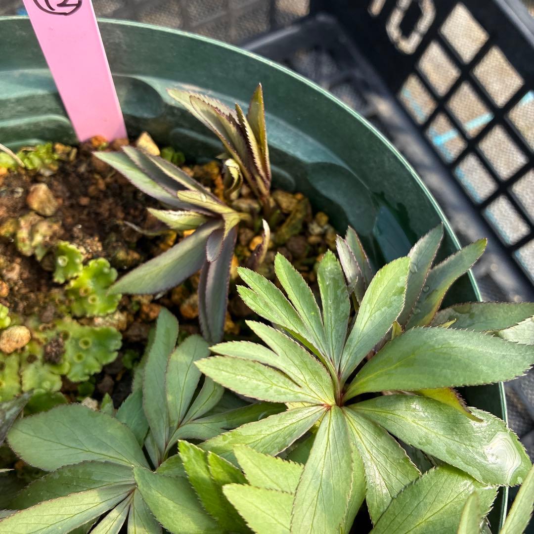 （12）クリスマスローズ　原種　白抜け　デュメトラム　７寸