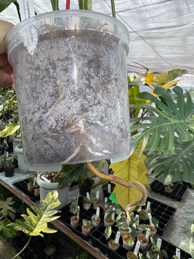 あ*け様 1モンステラ　タイコンステレーション　スターライト