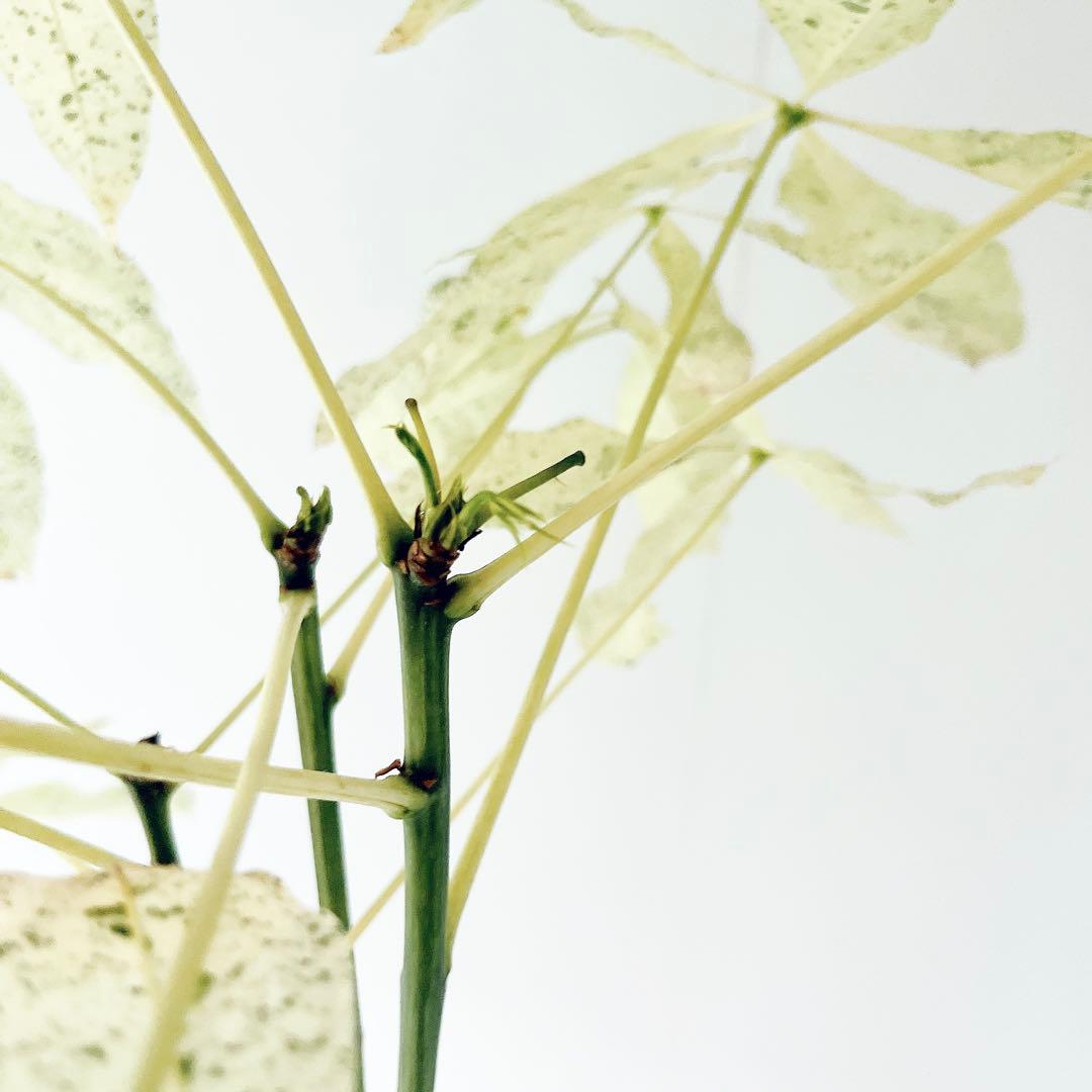 【希少】パキラミルキーウェイ 曲がり 接木 観葉植物 大型 室内
