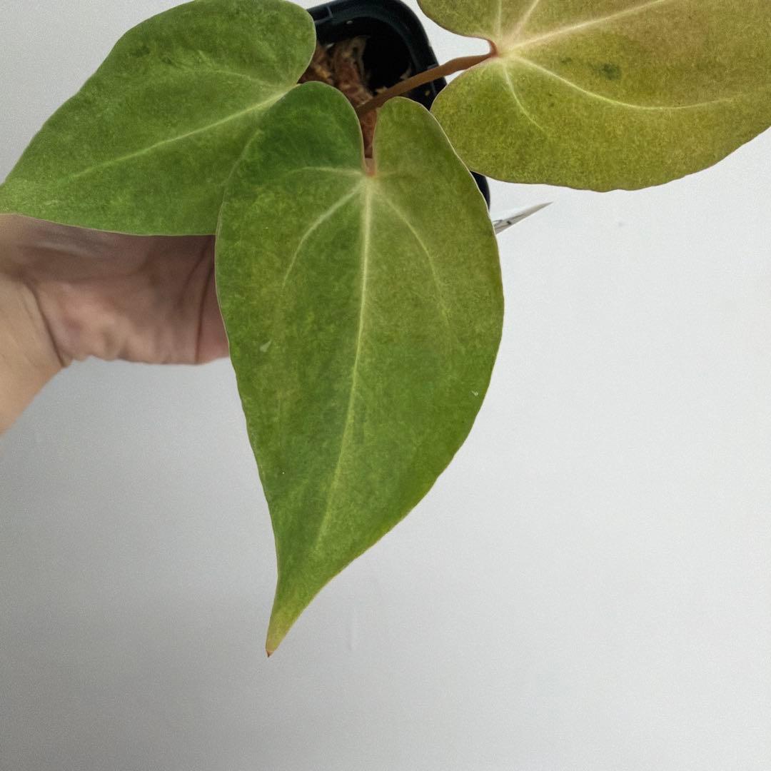 Anthurium ‘Mint King’ アンスリウムミントキング 2