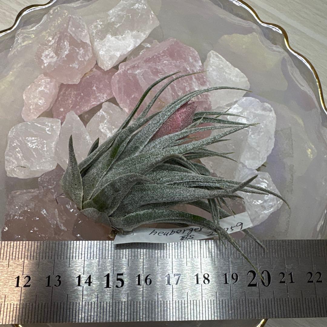 ブロメリア・エアープランツ Tillandsia heubergeri