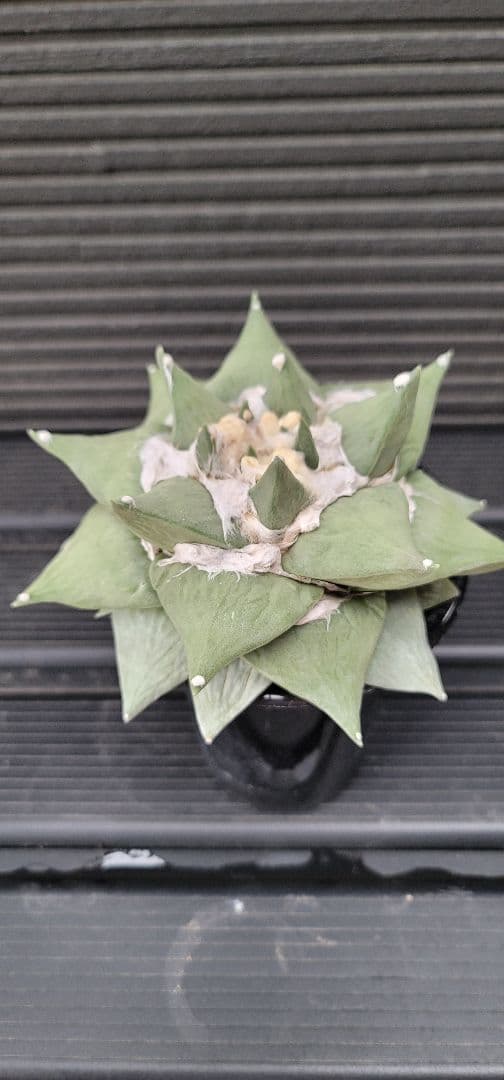 特大サイズ アリオカルプス 花牡丹 国内実生 シワ牡丹