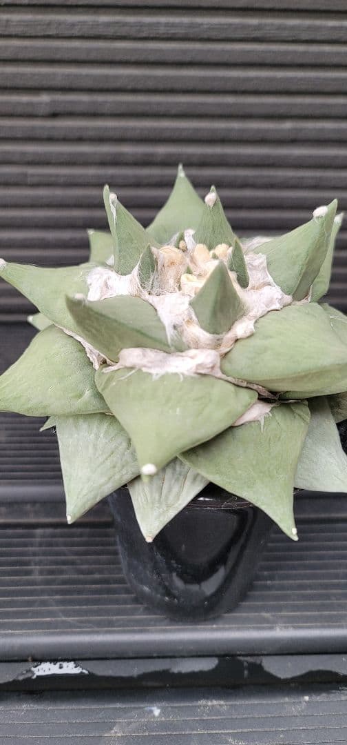 特大サイズ アリオカルプス 花牡丹 国内実生 シワ牡丹