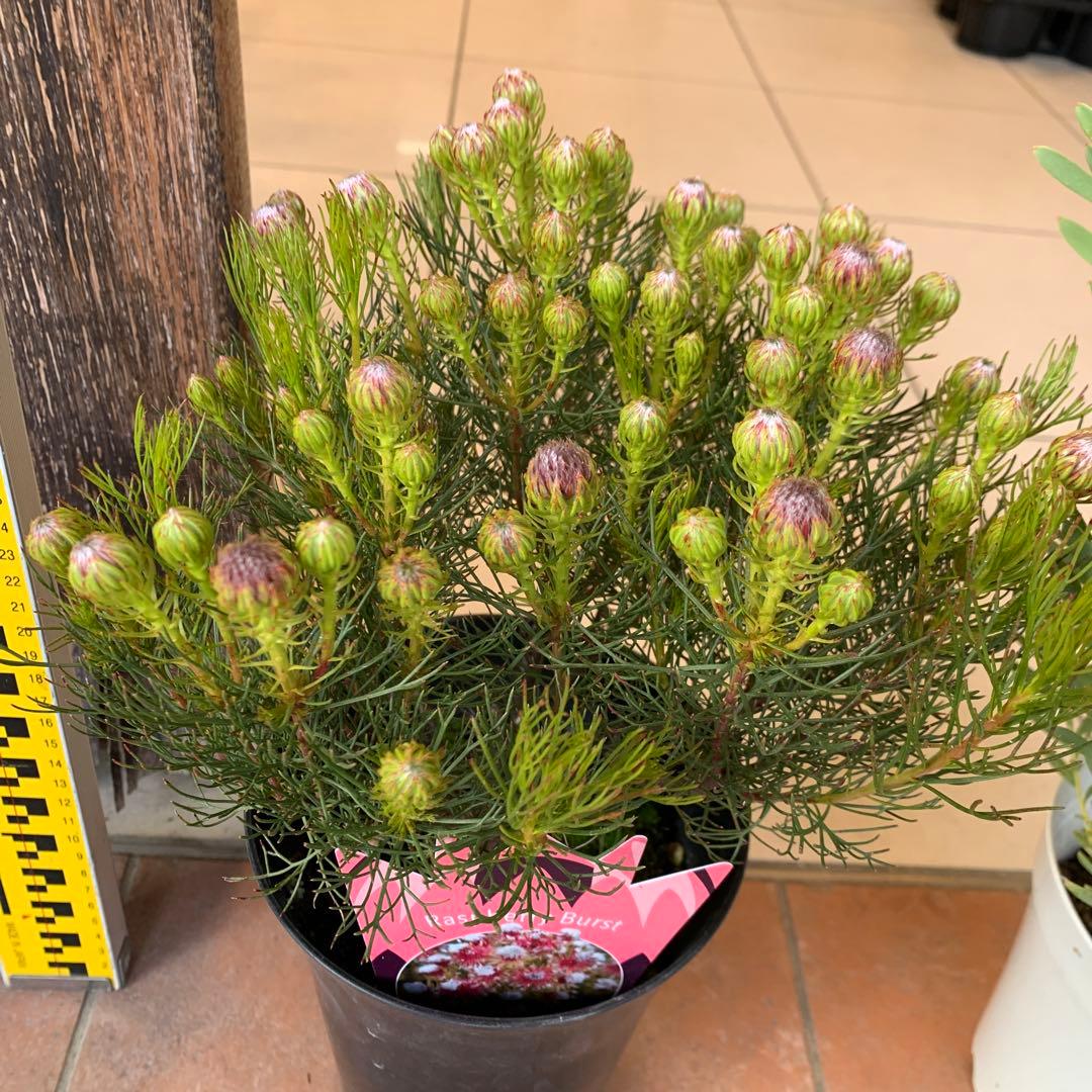 オージープランツ 2種セット